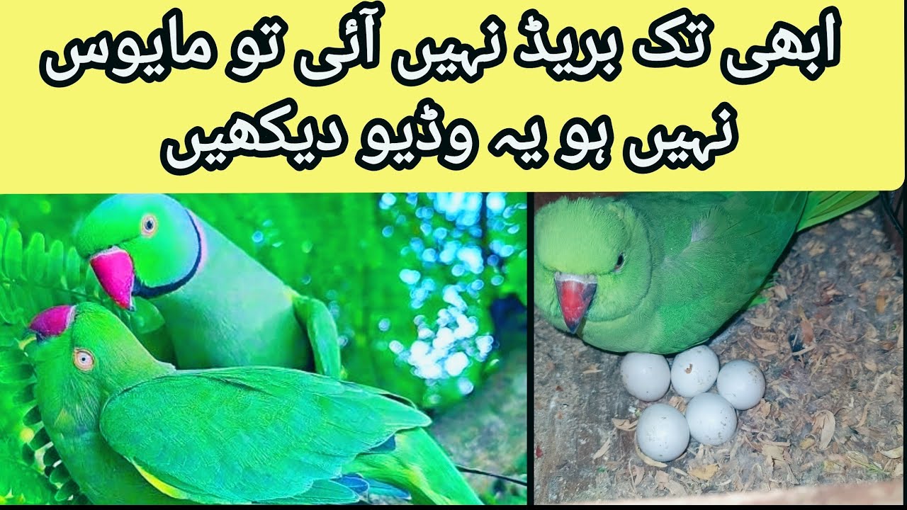 Ringneck Parrot Breeding Guide 2025 🦜 | Abhi Tak Breed Nahi Ho Rahi? Complete Solution!