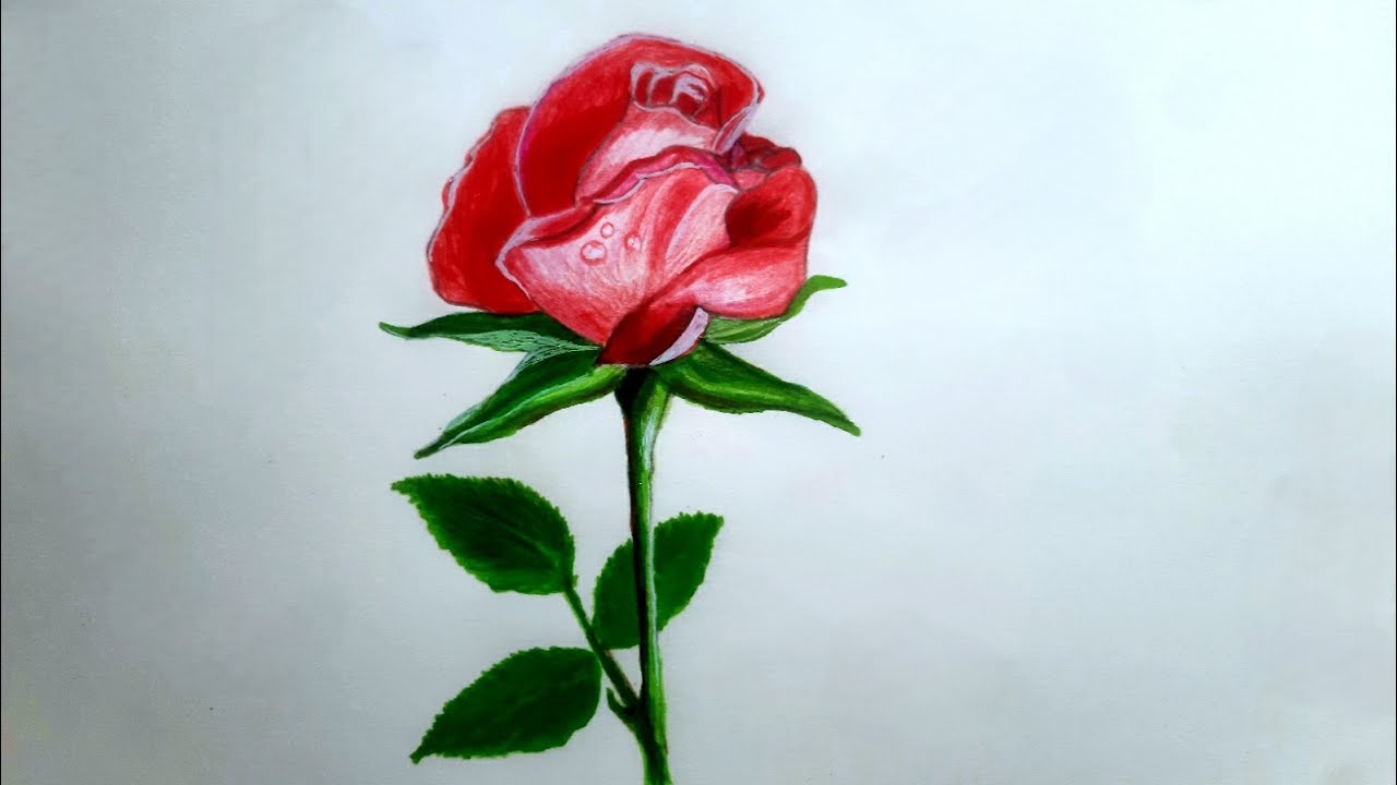 How to Draw Rose Easy | Step by Step | Colour Pencil Drawing