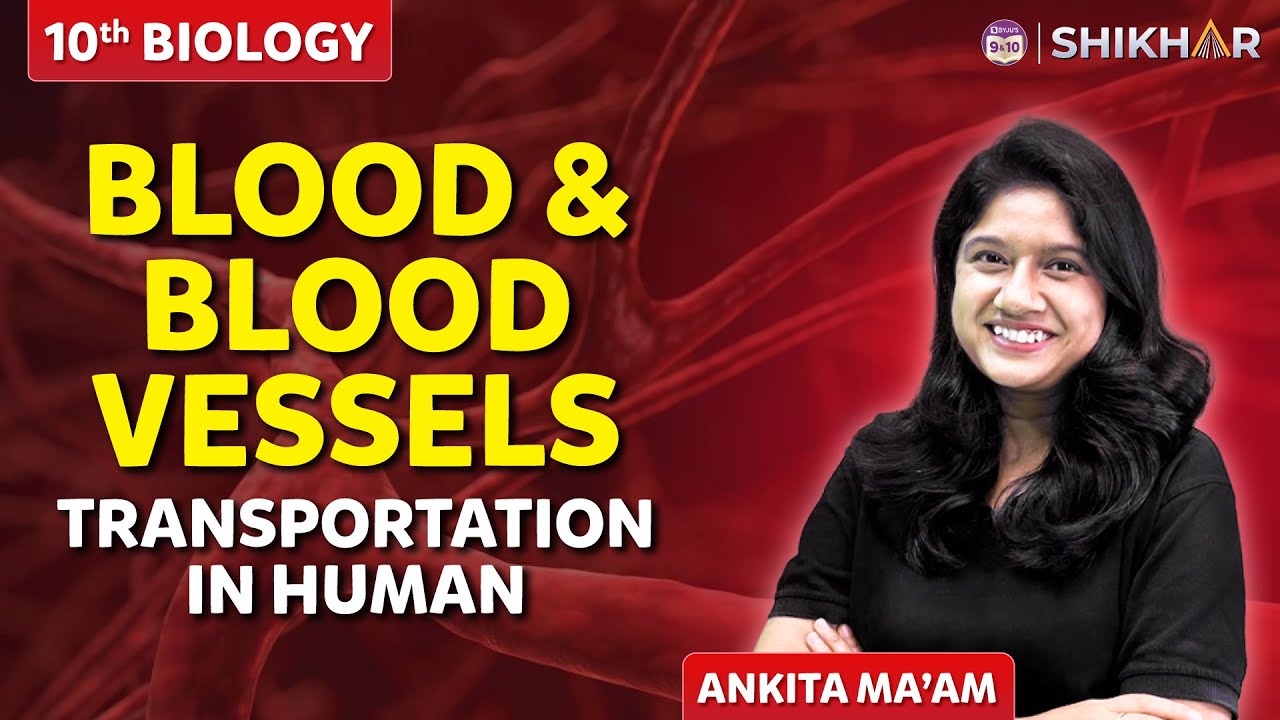 Blood and blood vessels | Transportation in Human Life processes | Class 10 | SHIKHAR 2024