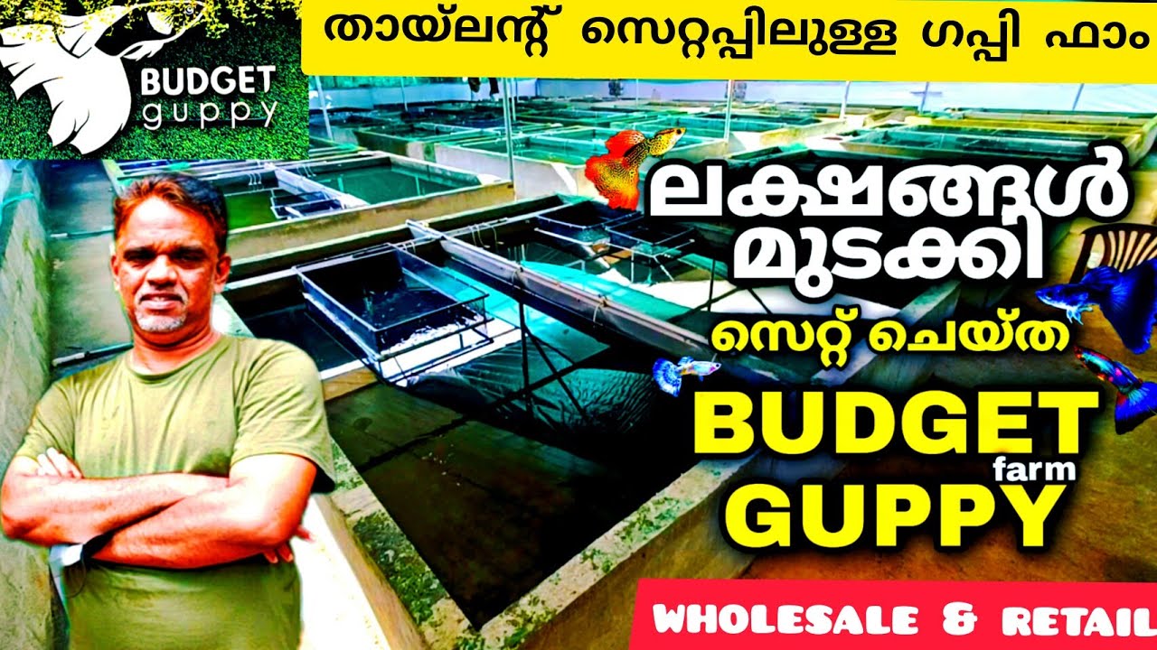 തായിലെന്റ്സ്റ്റൈൽ സെറ്റപ്പിലുള്ള Budget guppy farm കാണാം| budget guppyfarm mukkam budget guppy farm