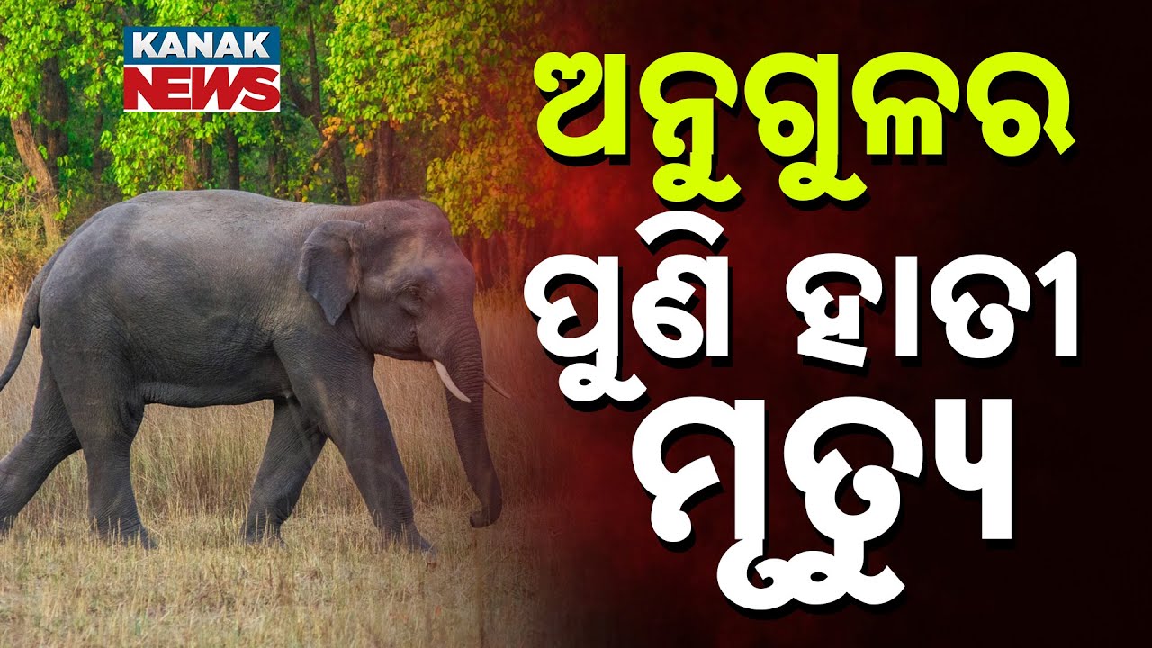Mysterious Death Of A Female Elephant Found Near Chendipada Forest Area In Anugul