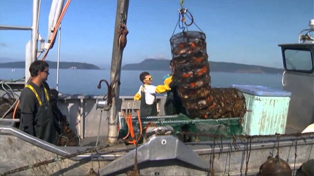 Scallops Scarcity | Top Stories | CBC