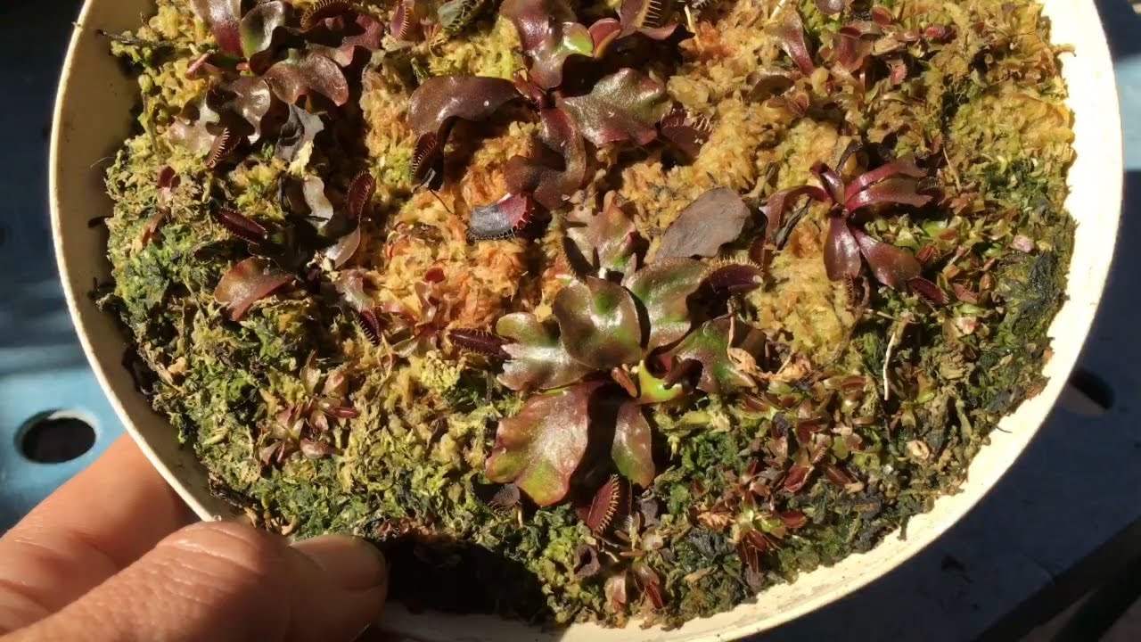 Maroon Monster Venus Flytraps Sleeping!