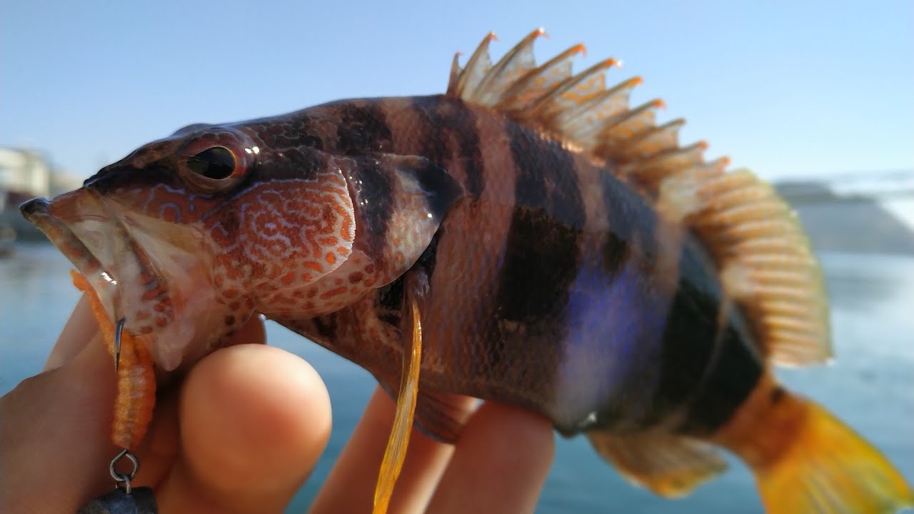 Рибалка на спінінг в Іспанії. Pesca en mar. Fishing vol.9