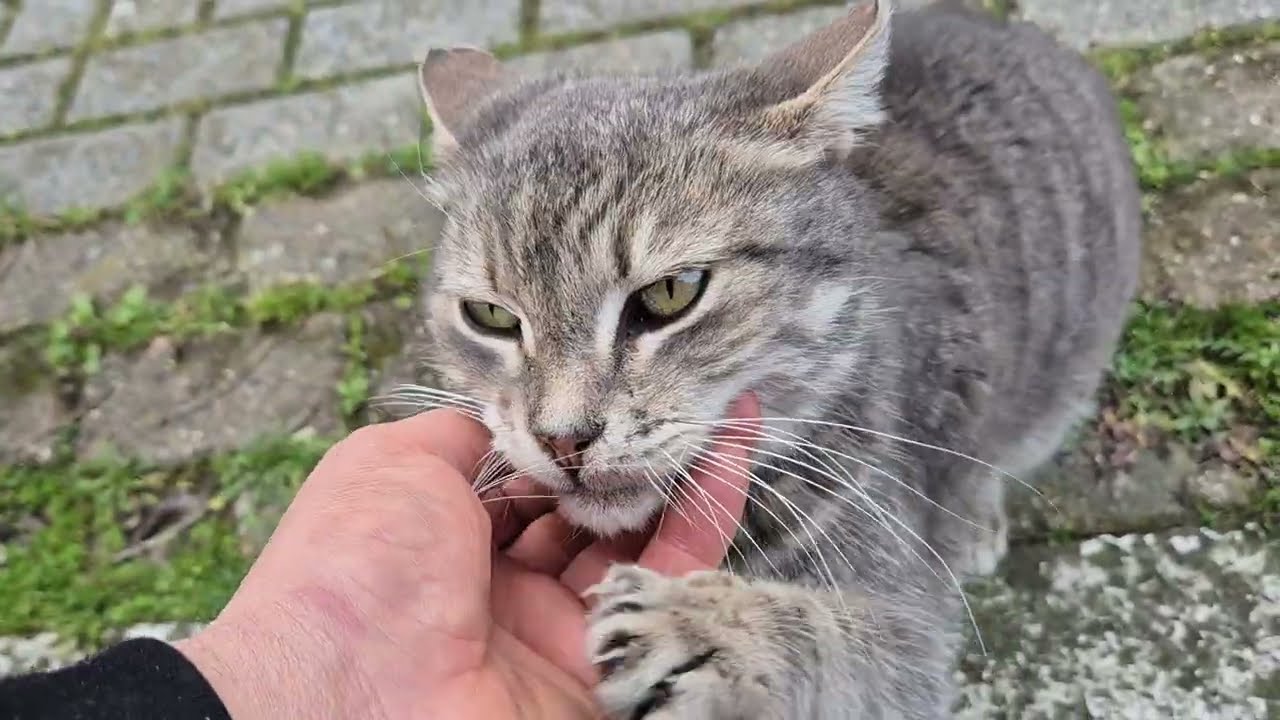 A cute and very elegant gray street cat.