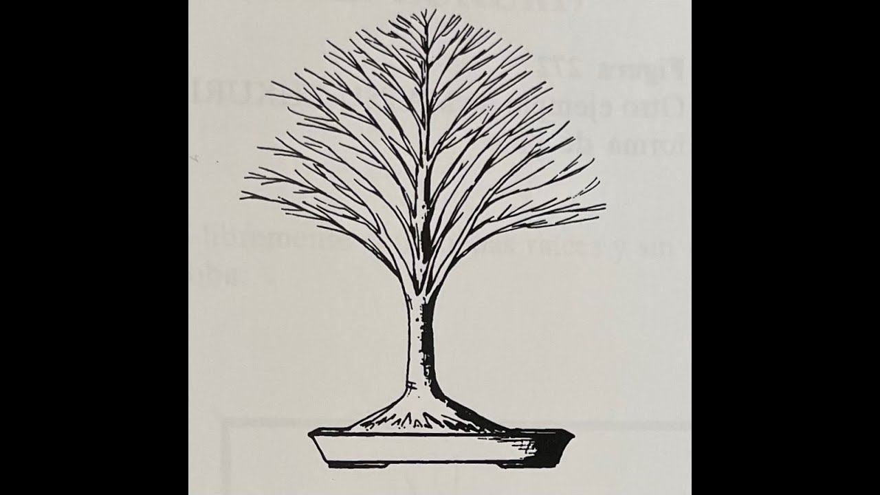 TRANSFORMACION ZELKOVA NIRE EN MINIBONSÁI DE CALIDAD