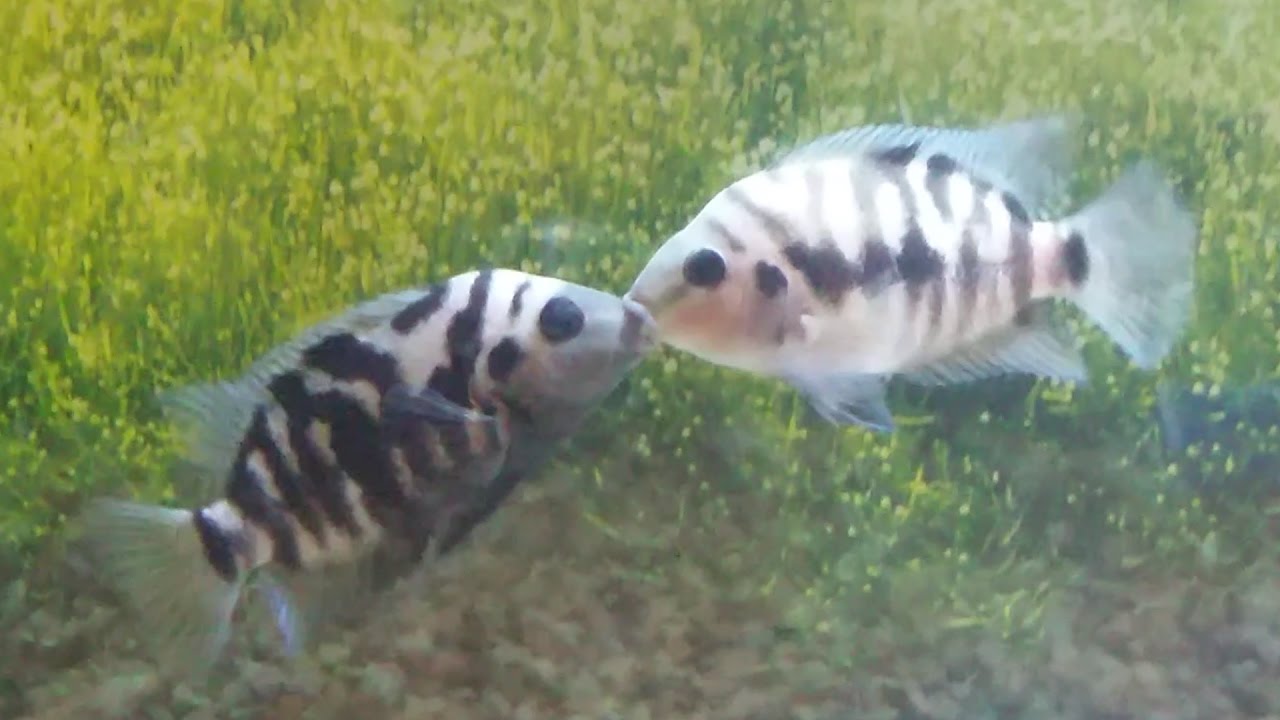 Male and female convict cichlids 