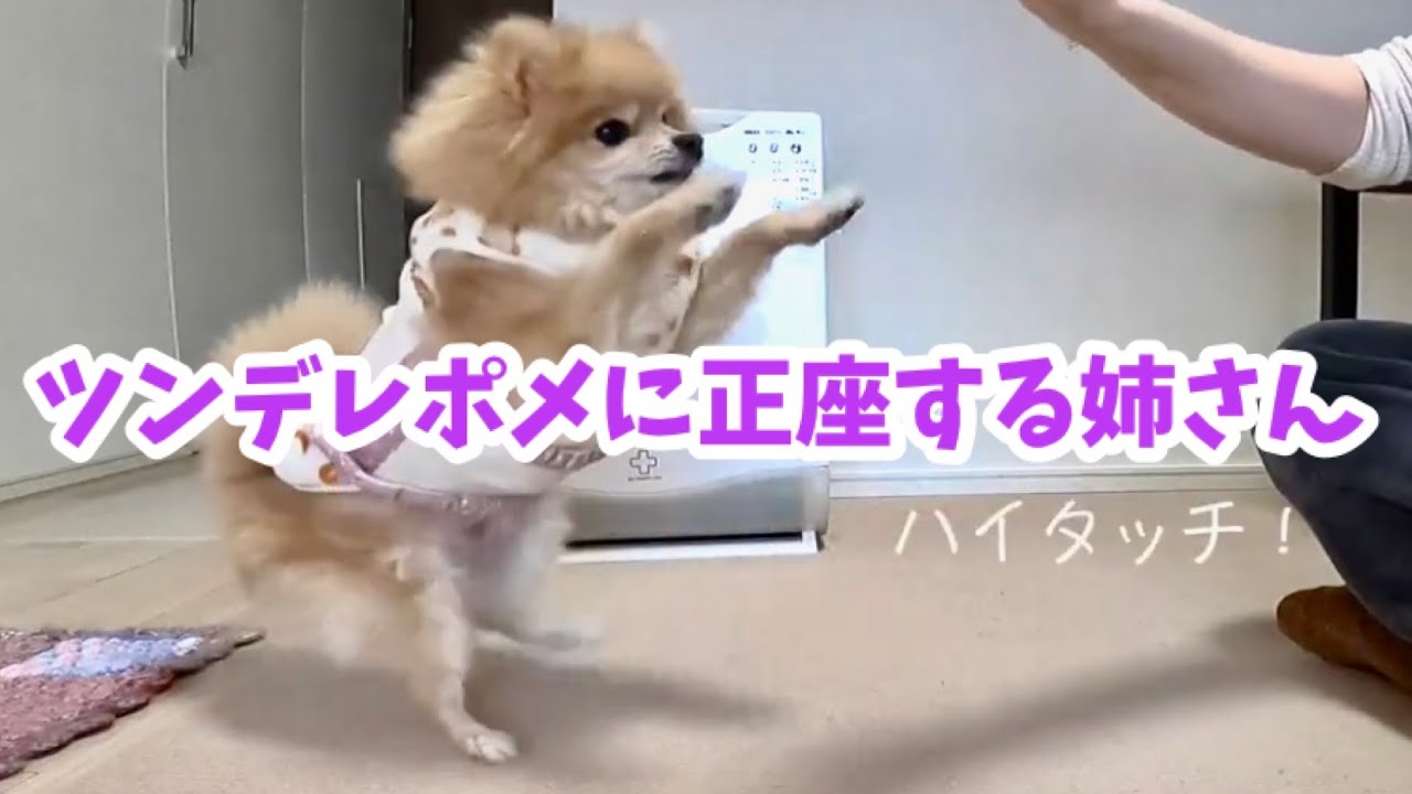 ツンデレポメに正座する姉さん