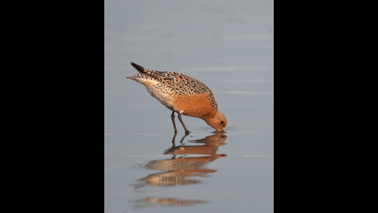 Red Knots A Story of Migration and Survival