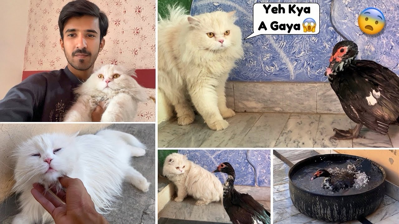 New Duck Ly Aye 🦆 Max Duck Sy Dar Gaya 😂 || Rehan & Max