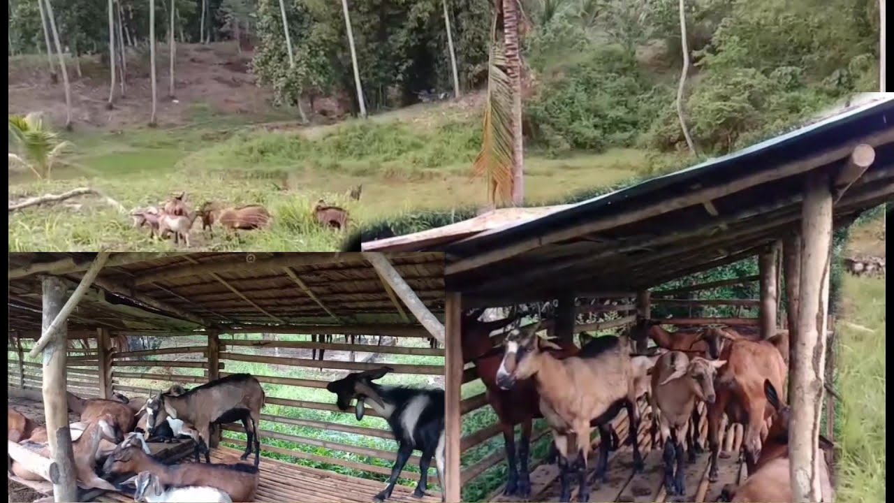 GOAT FARMING | Dahilan ng Pagkalugi at Paghinto sa Pag aalaga | Tip Para Magtagumpay