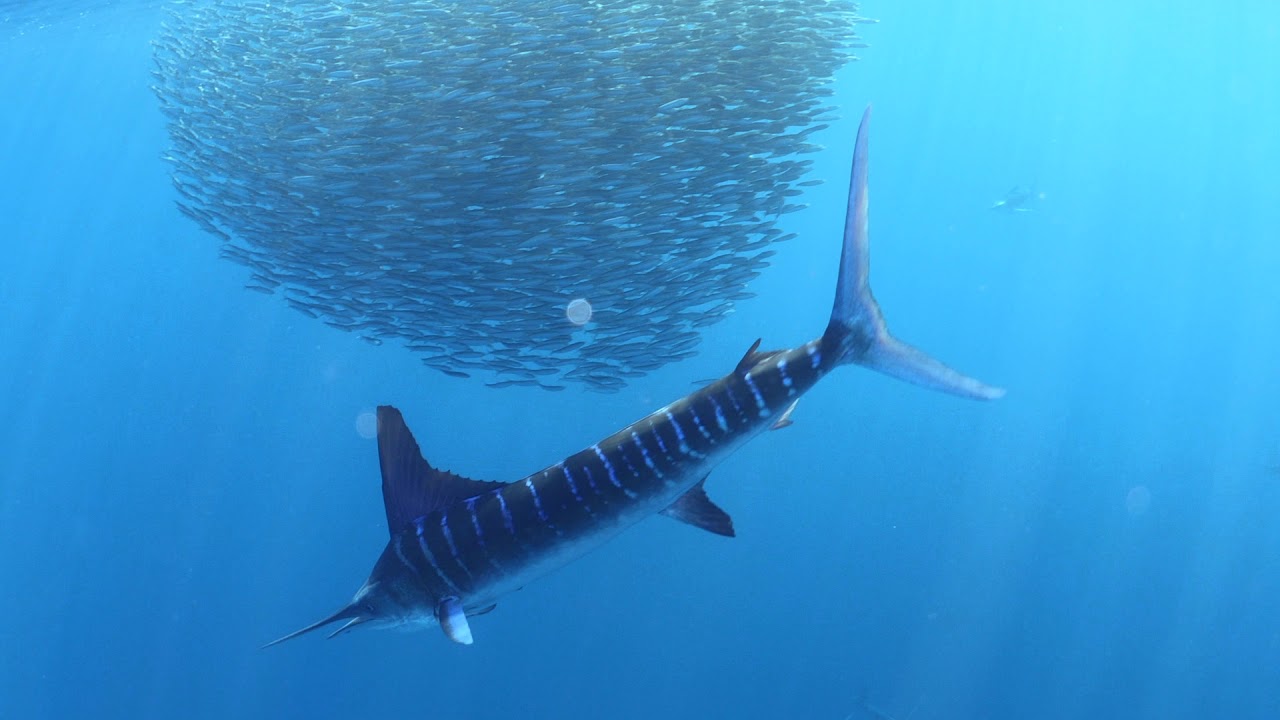 Sardine Run, Baja, Mexico