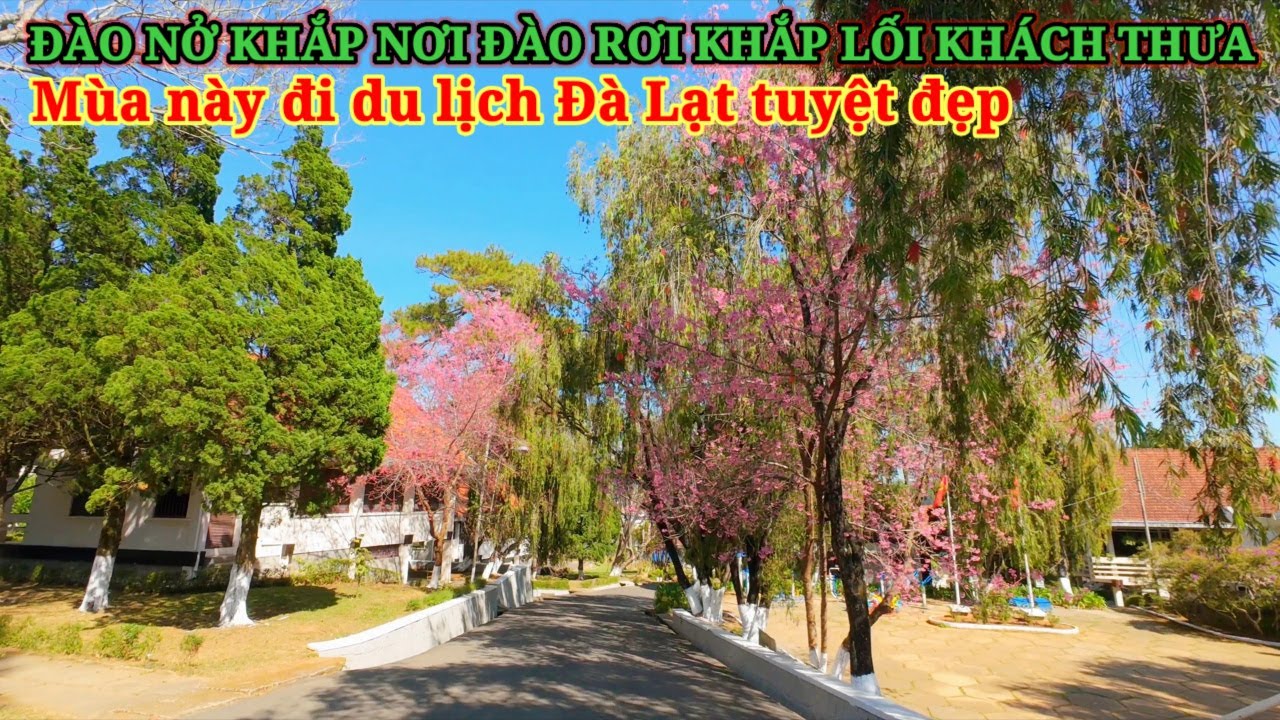 ĐÀO NỞ KHẮP NƠI, ĐÀO RƠI KHẮP LỐI KHÁCH VẮN LƯA THƯA, ĐI DU LỊCH ĐÀ LẠT MÙA NÀY ĐẸP LẮM