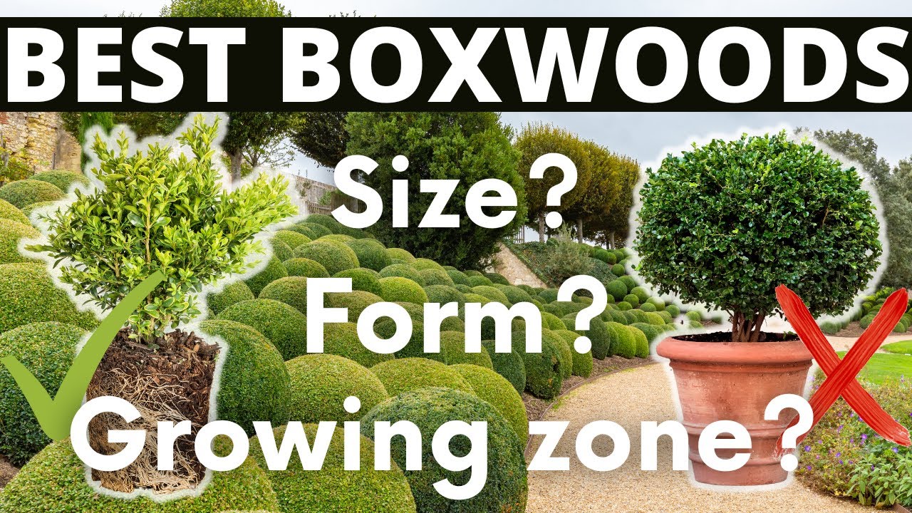 Boxwood: Growing Tips, Uses, Varieties and Topiary