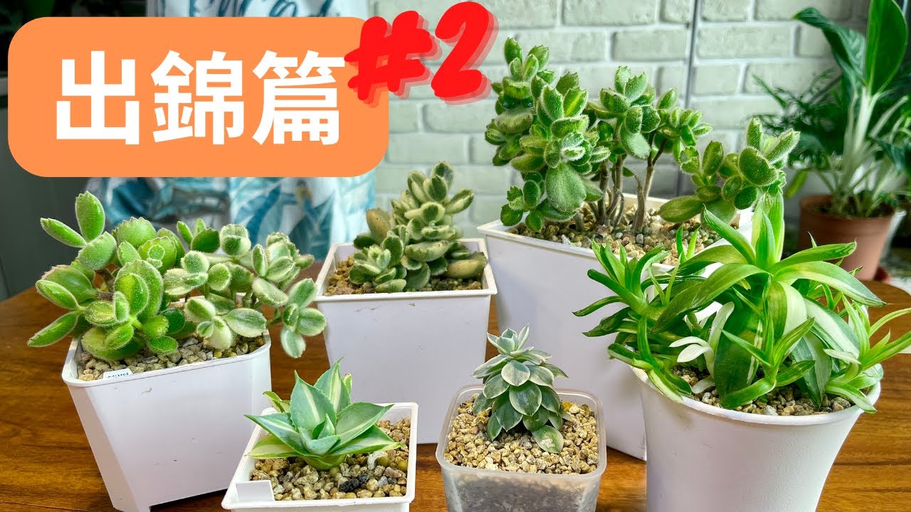 熊童子:綠熊、黃熊、白熊你要哪一種？小孩子才選擇，小詹先生全都要｜夏天快到了 你的熊掉葉了嗎？熊童子可以葉敷嗎？我就問？【多肉植物賞肉】出錦篇第二彈