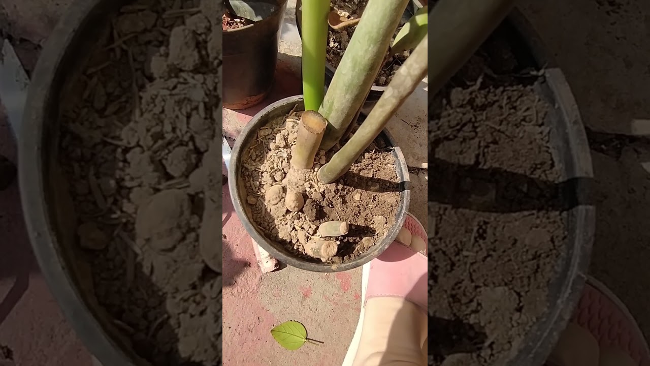 1st Fabuary को ZZ plant की care#fertilizer# Watering#plant feel happy😊