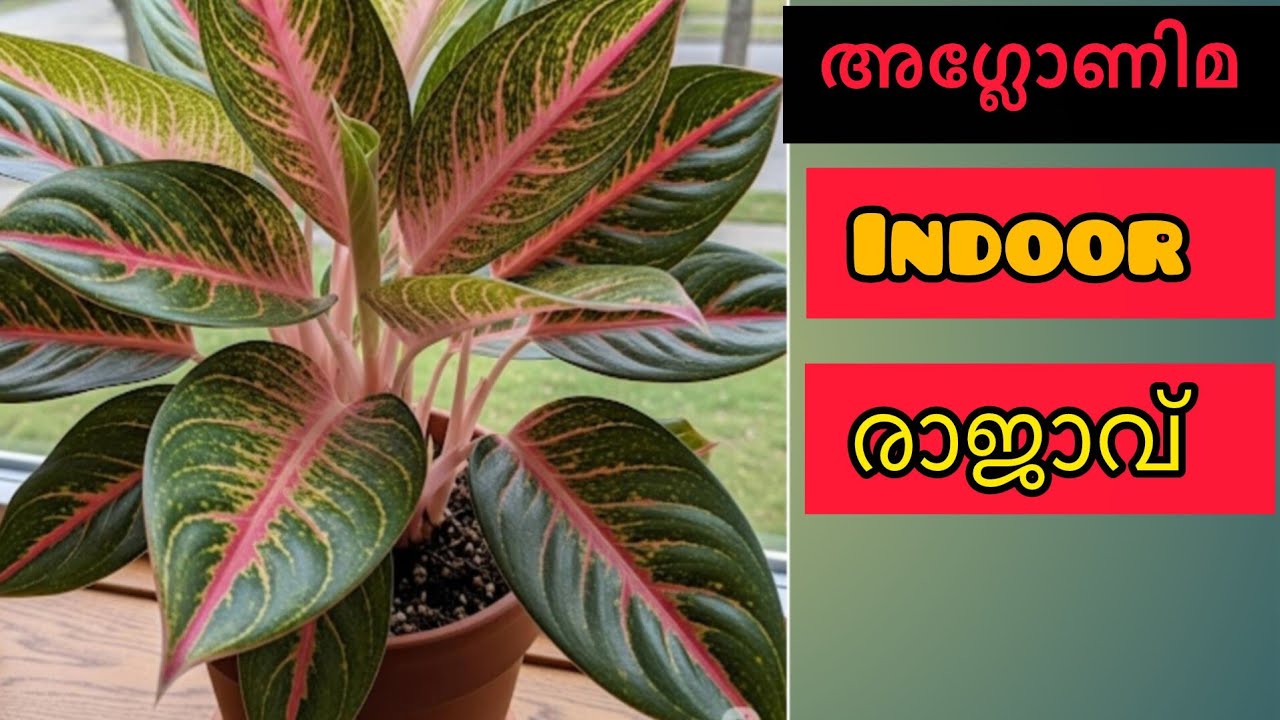 വലിച്ചെറിയുന്ന കുപ്പിയിൽ വീടിനകത്ത് ഇലച്ചെടി ഉണ്ടാക്കി വീട് സ്വർഗ്ഗമാക്കാം vdo കണ്ടു നോക്കൂ 👌👌