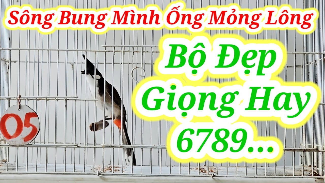 SÔNG BUNG 10/3 #chaomaotranphuongquannam #chaomaotranphuongquannam