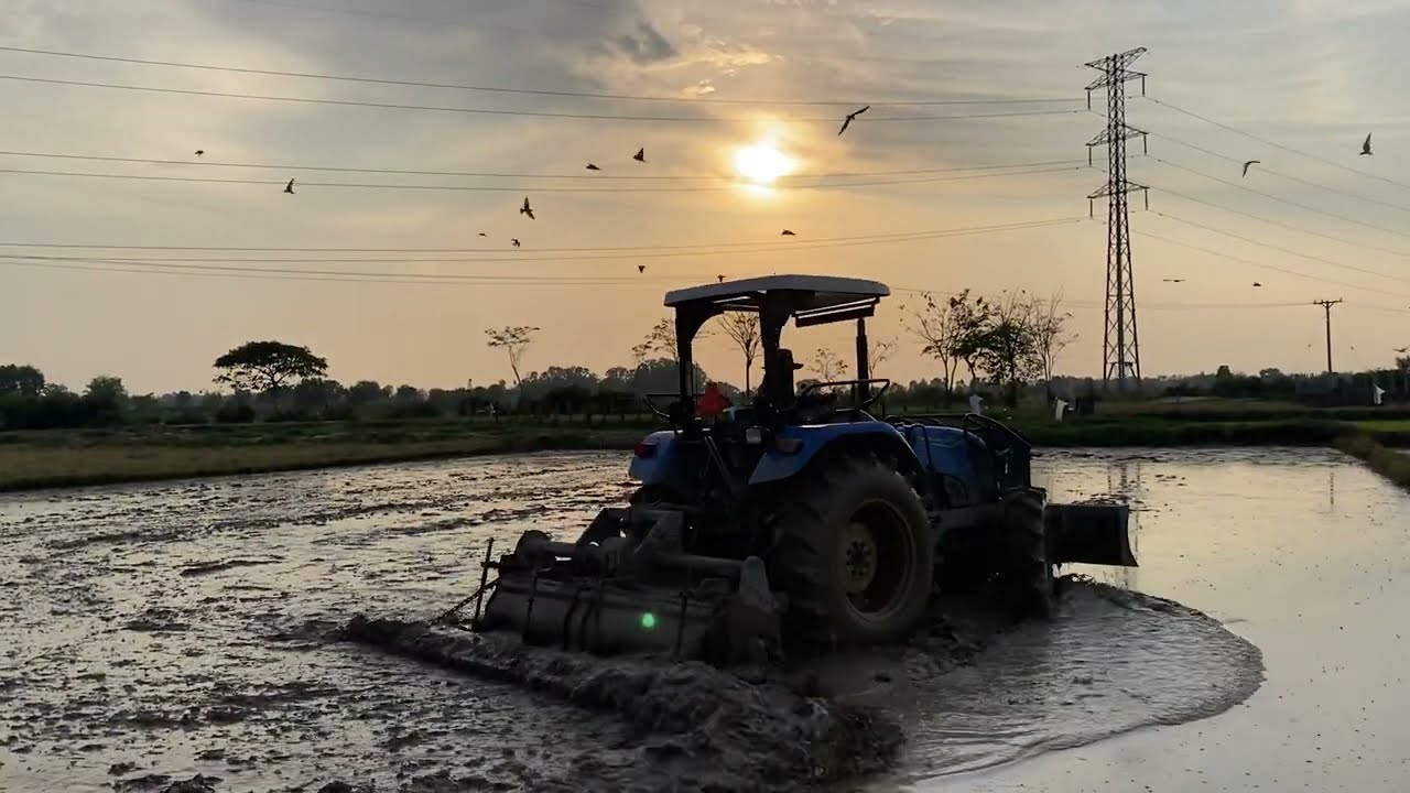 Farmer`s rice farming with beautiful sunset #farming