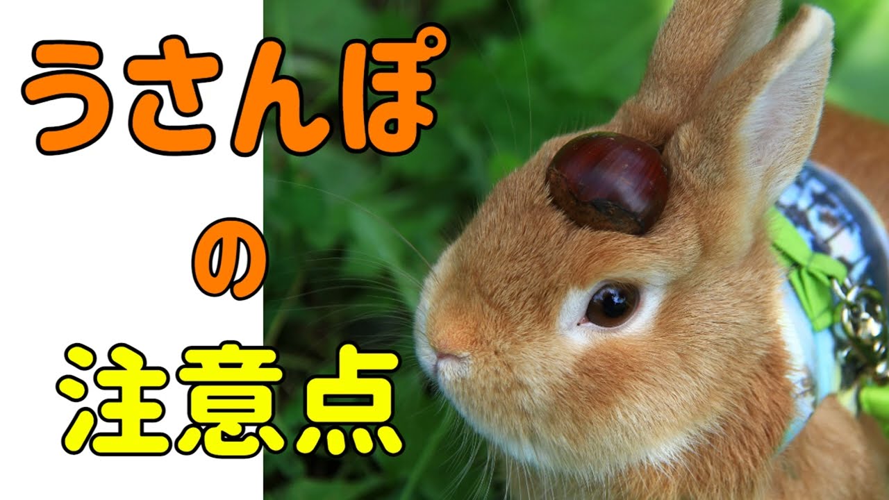 【うさんぽって危険!?】正しいうさんぽとは#96　うさぎの飼い方Vol.49