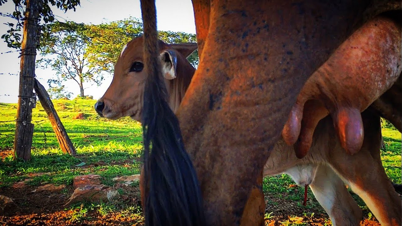 Vaca Estrel&atilde;o pariu uma bezerra linda que se chamar&aacute; Revista