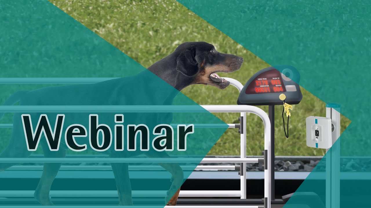 Canine gait analysis - lower limb injury / Focus on the paws, carpal & tarsal joint