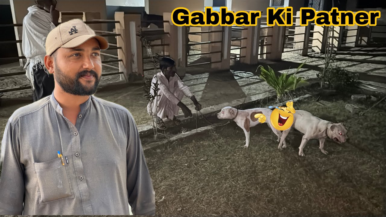 Gabbar Badmash Ki Dulhan Aa Gayi! ❤️ Pitbull Couple ki First Meeting