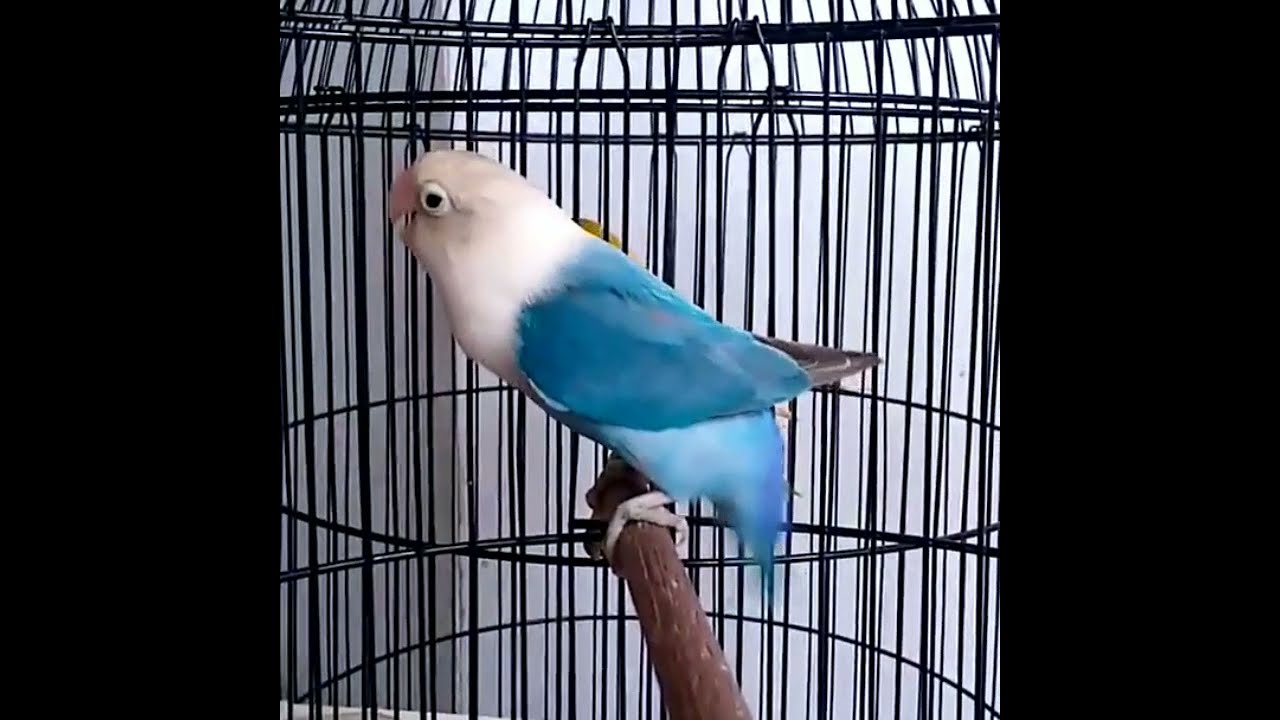 Lovebird ngetik sambung ngekek | Labet ANACONDA BF 18
