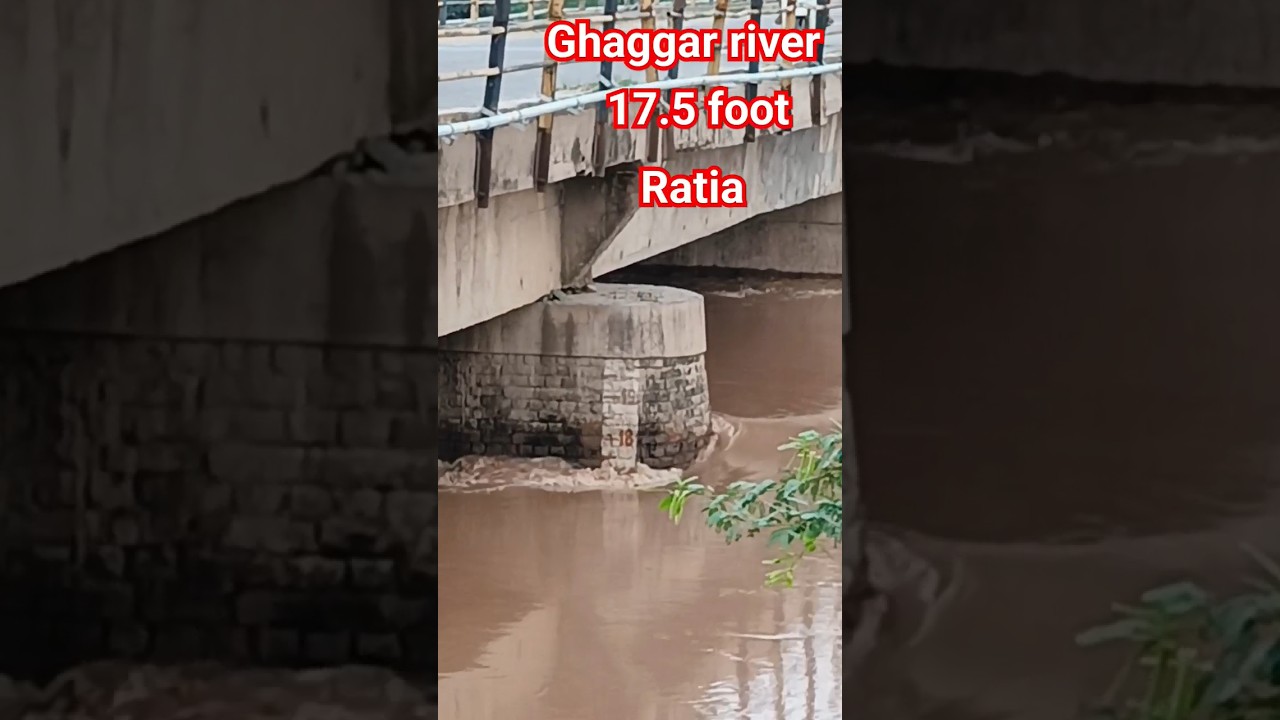 Ratia news | Ghaggar river ratia | haryana news #haryana #ghaggar #ratialive #hr #ratia #riverflood