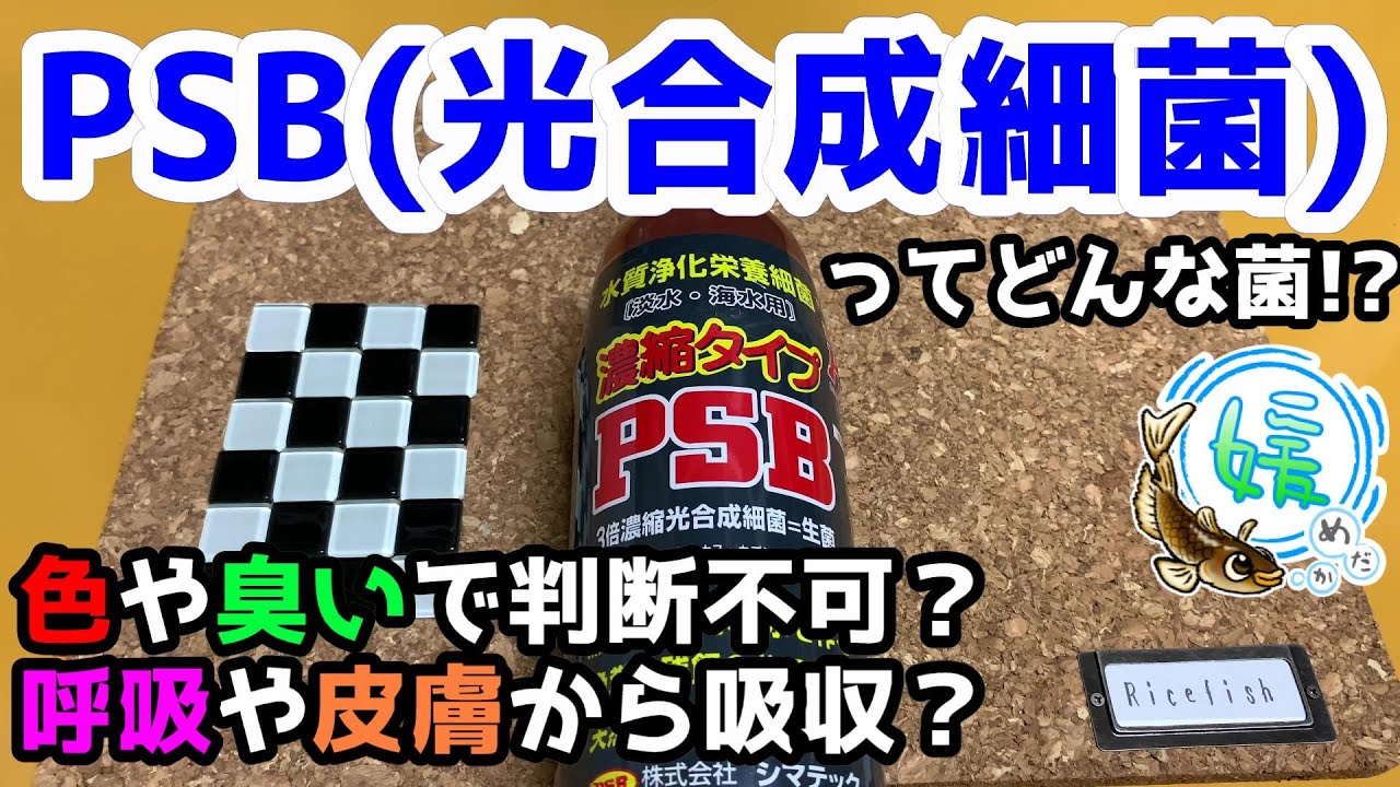 PSBと喧嘩したメダカ～光合成細菌の培養と作り方など～【媛めだか】