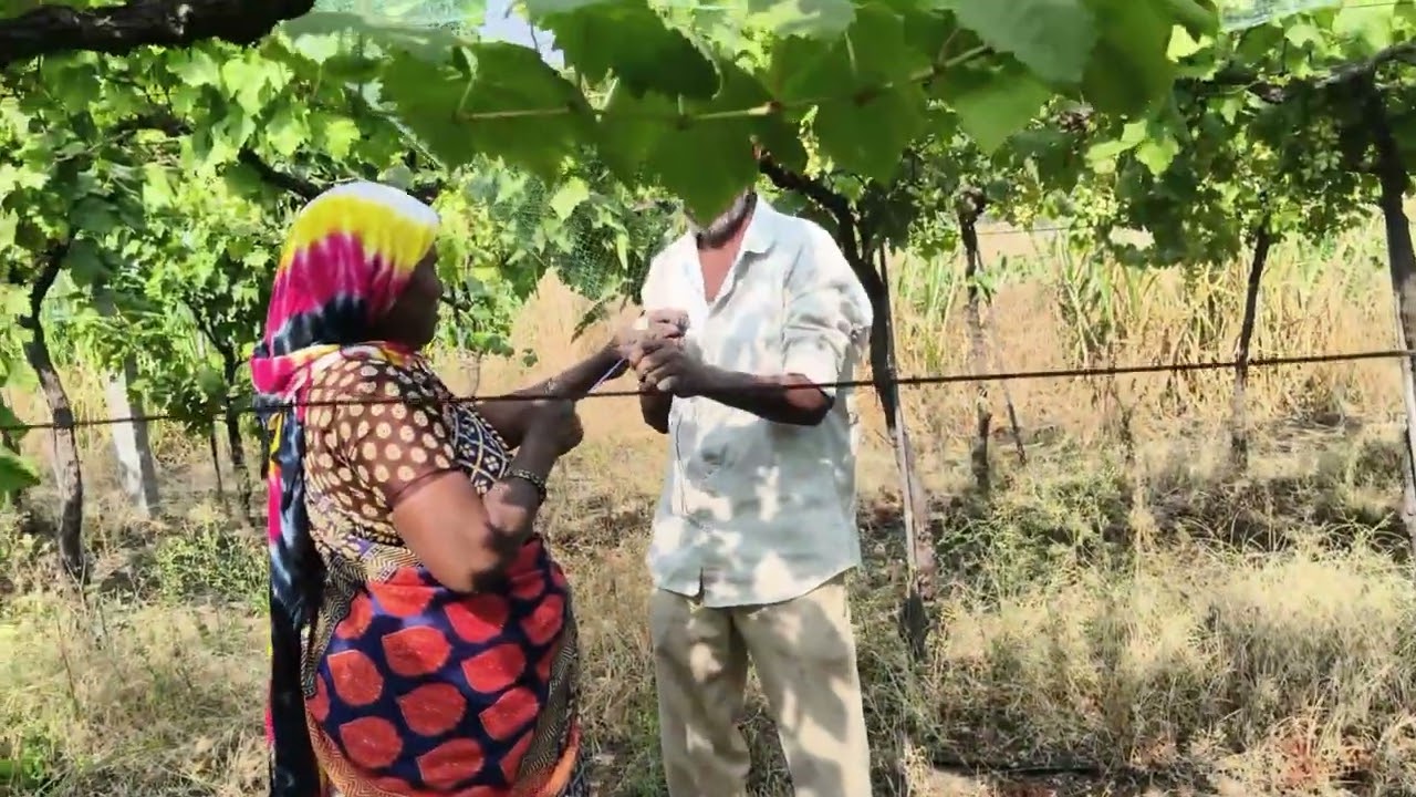 द्राक्षांच्या बागेत जाळे टाकले | पक्ष्यांपासून द्राक्षांचे संरक्षण | Sheti Vlog