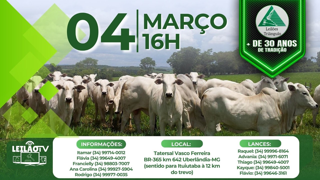 300º LEILÃO  DE GADO DE CORTE - LEILÕES TRIANGULO :: 04/03/26