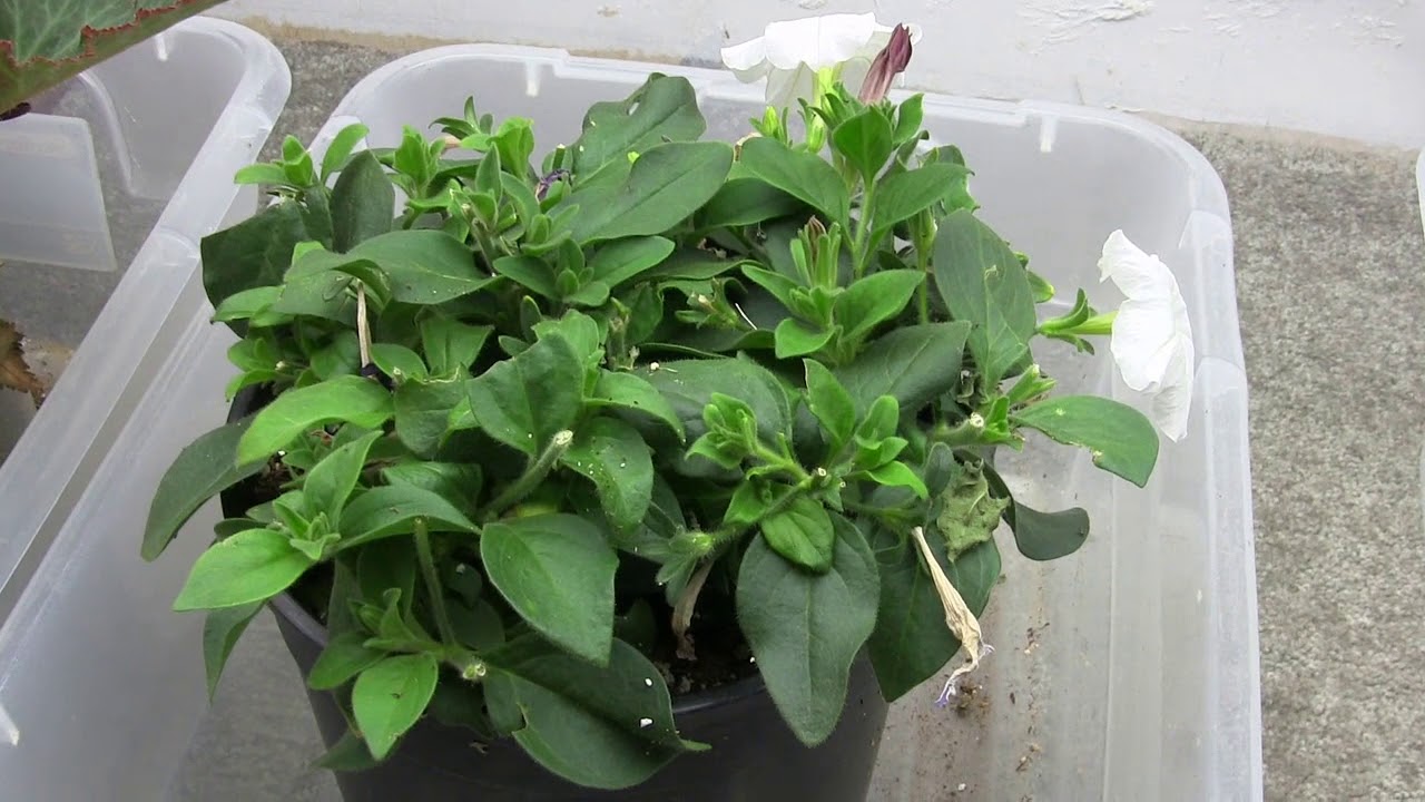 Propagating Petunia Cuttings in August and Overwintering Them (Part 3) Pruning Them Back