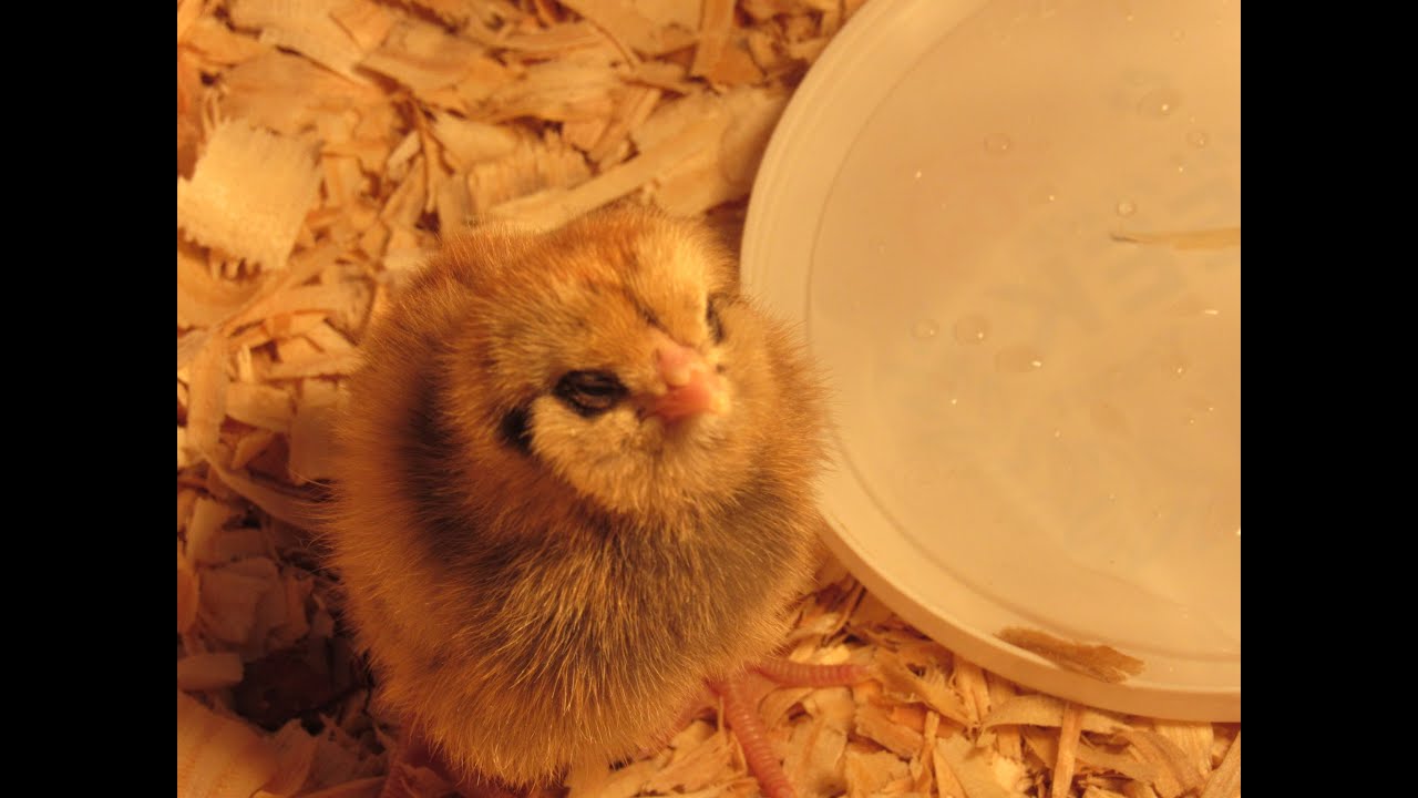 We Got Baby Chicks! at Little Rock Carmel