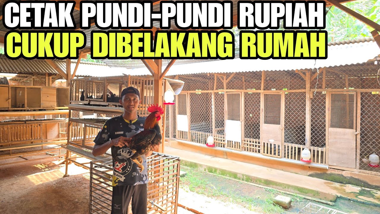 KEREN‼️KANDANG MS RAHMAT MAKIN LEBAR💯