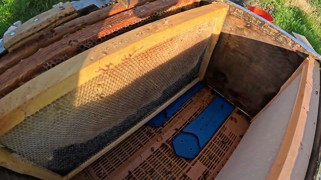 LIL'HIVE-1 IS IN TROUBLE (Part1) #beekeeper #beehive #varroa #apimaye #condensinghive