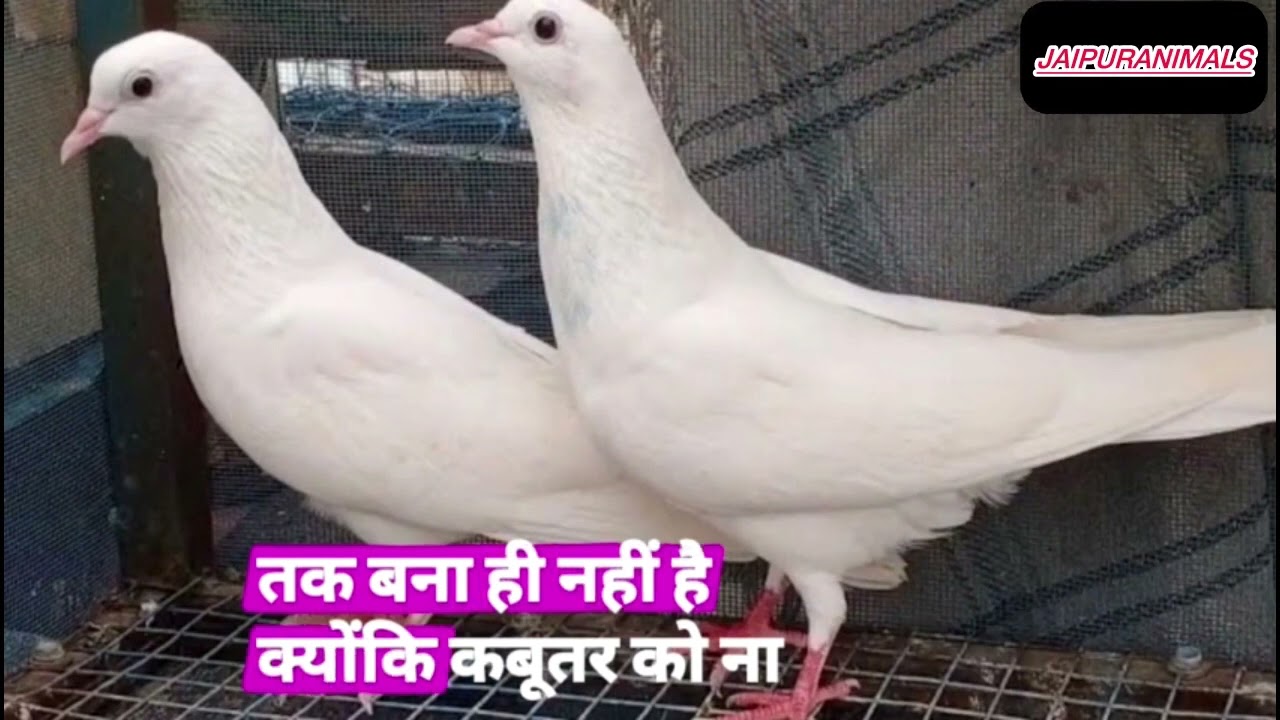 क्या कबूतर रख ना अप्राद है या जुल्म है…..| क्या प्रशासन ये बात समज पाएगी ये बात सई है या ग़लत….! 