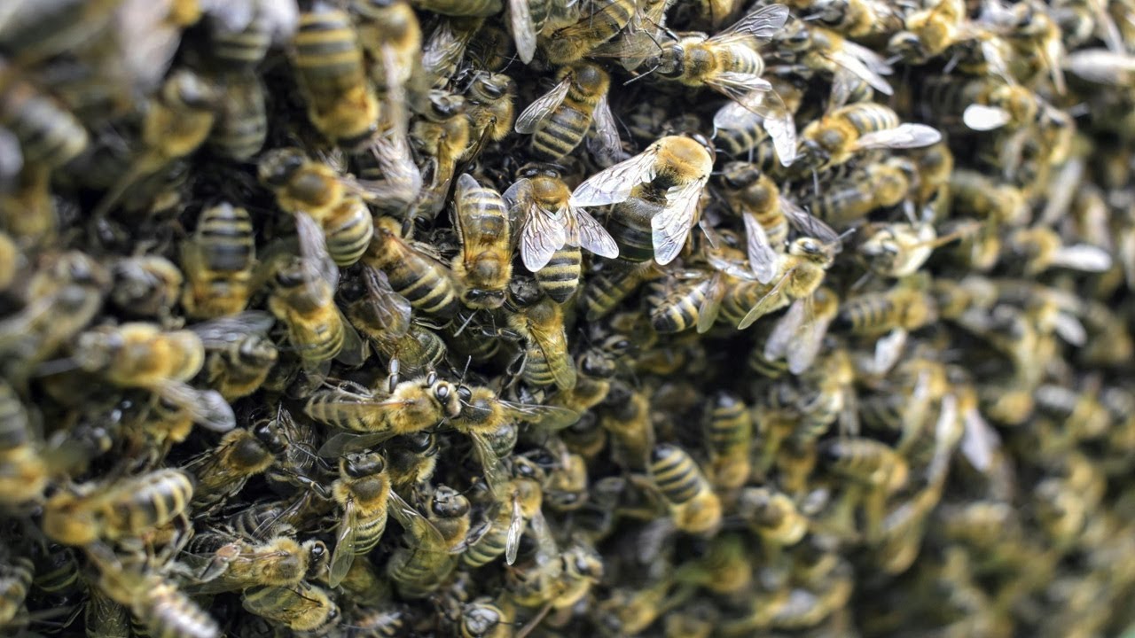 Bees Insect