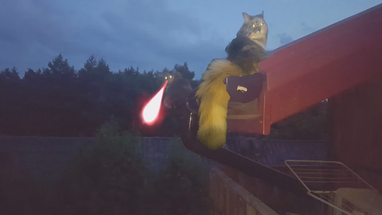 High Adrenaline ⚡️𝓜𝓪𝓲𝓷𝓮 𝓒𝓸𝓸𝓷  Cat 😾
