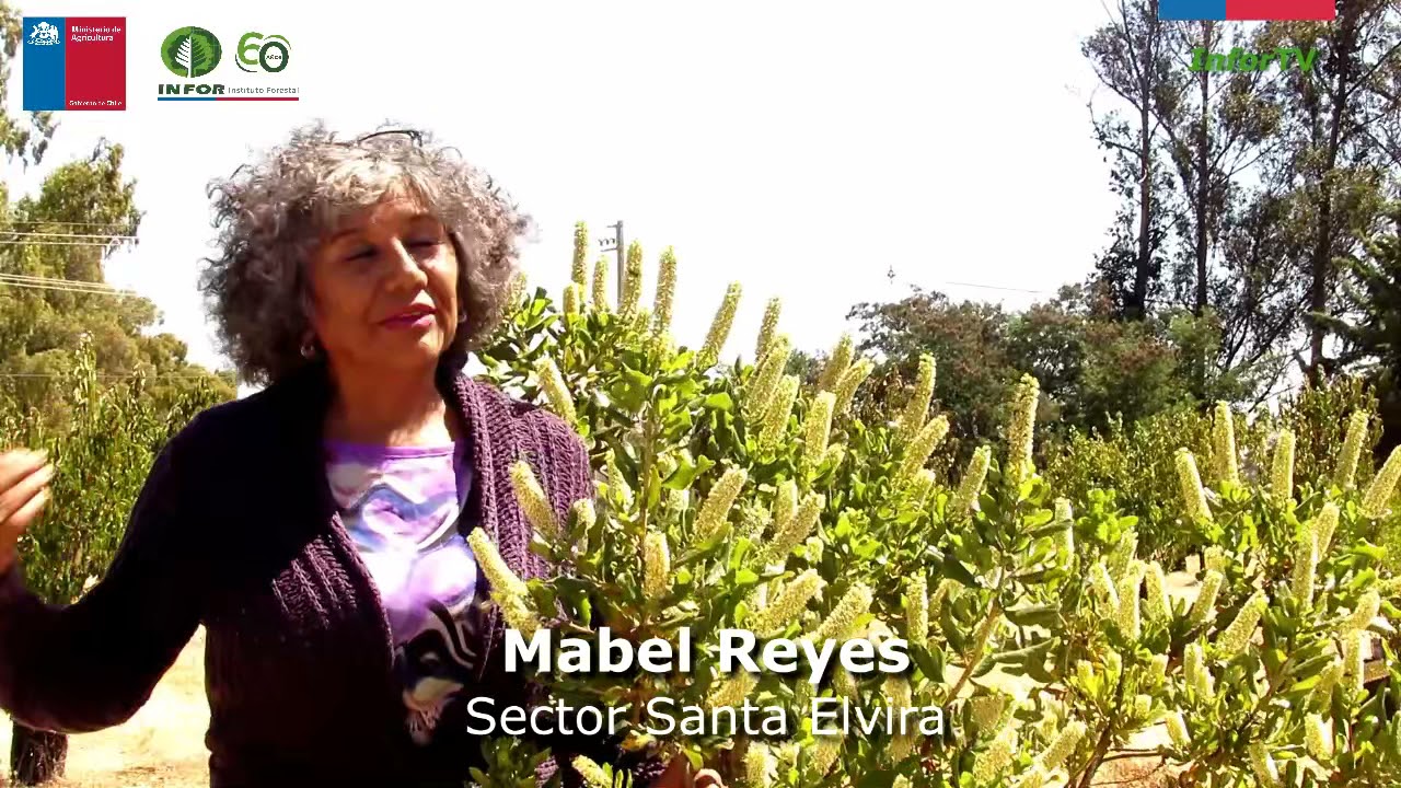 Transferencia Flora Mel&iacute;fera II - Apicultora Mabel Reyes, sector Santa Elvira