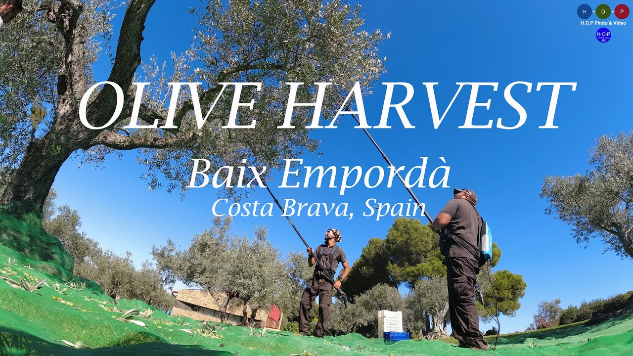 Olive harvest Fontclara olive farm at Baix Empordà, on the edge of the medieval town of Peratallada.
