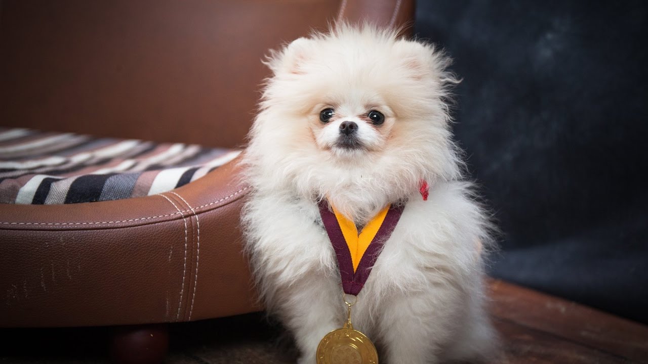 Lily - Pomeranian Puppy - 4 Weeks Residential Dog Training