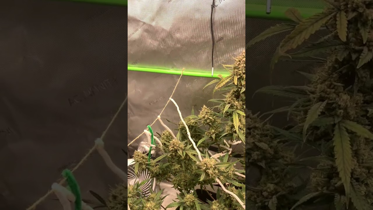 #Fastbuds. west coast OG. 13 weeks and look how far the buds have gotten!