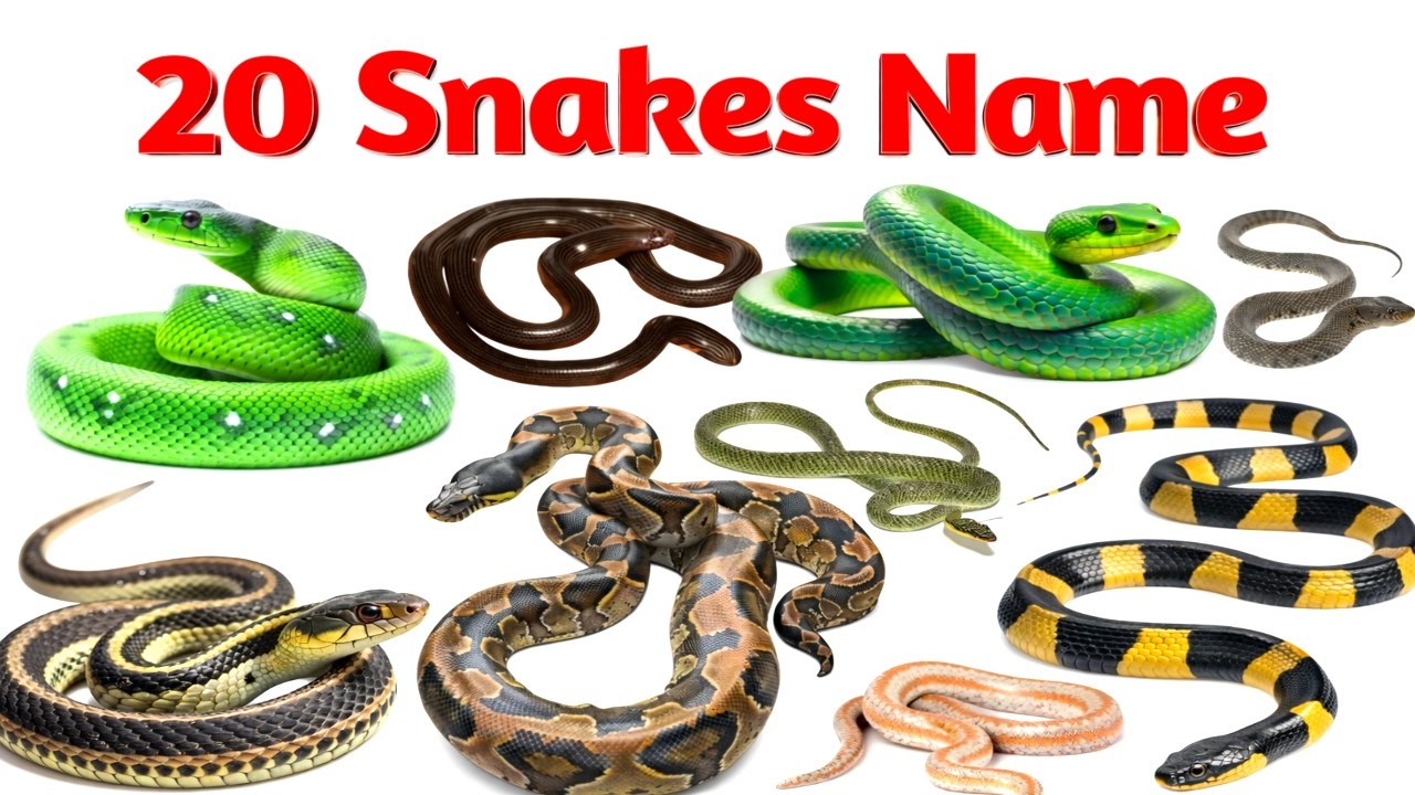 Snake Names for Kids | Learn 25 Types of Snakes In English 🐍 | Preschool & Toddler Education