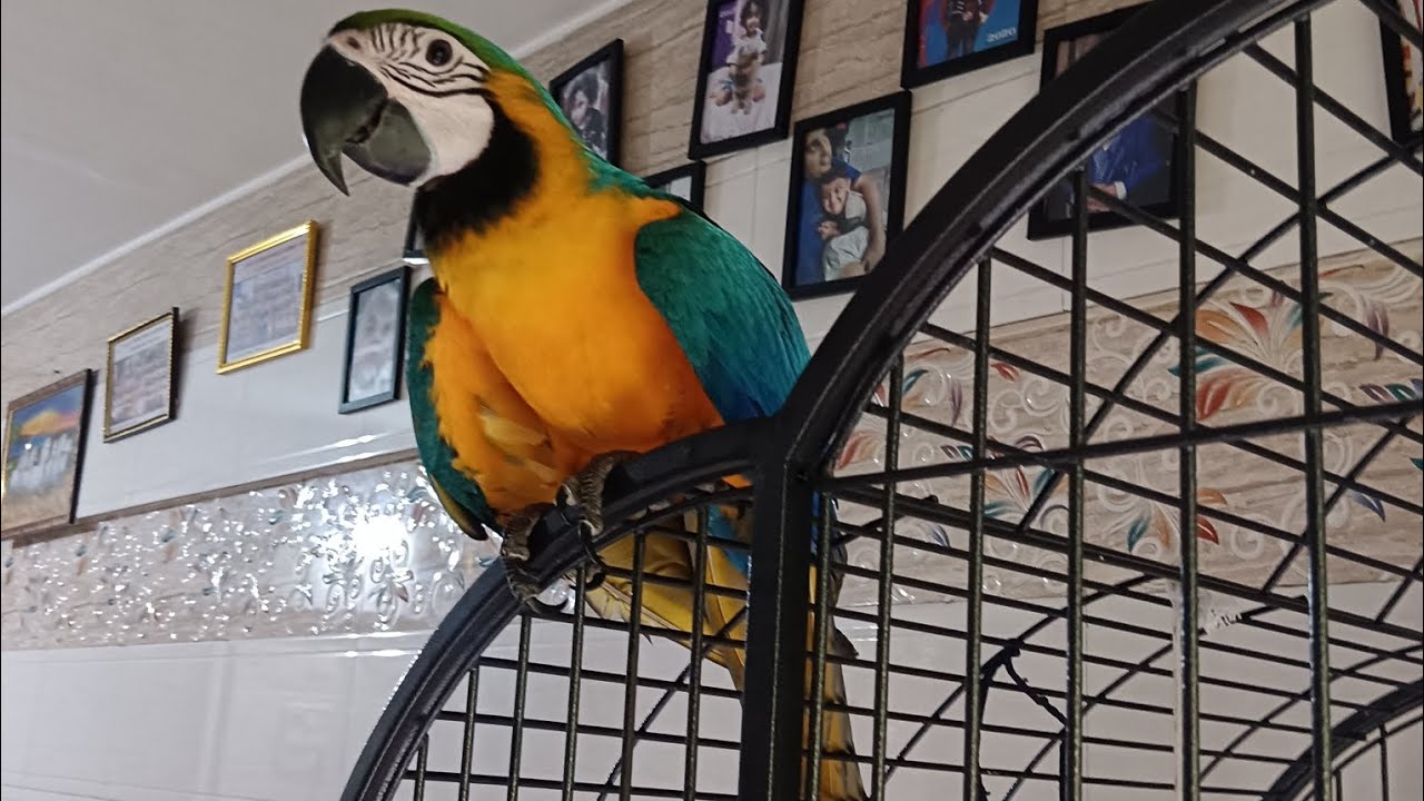 #macau #macaw #shortvideo #shorts #africangre #short #subscribe #funny #cute #birds#talkingparot 