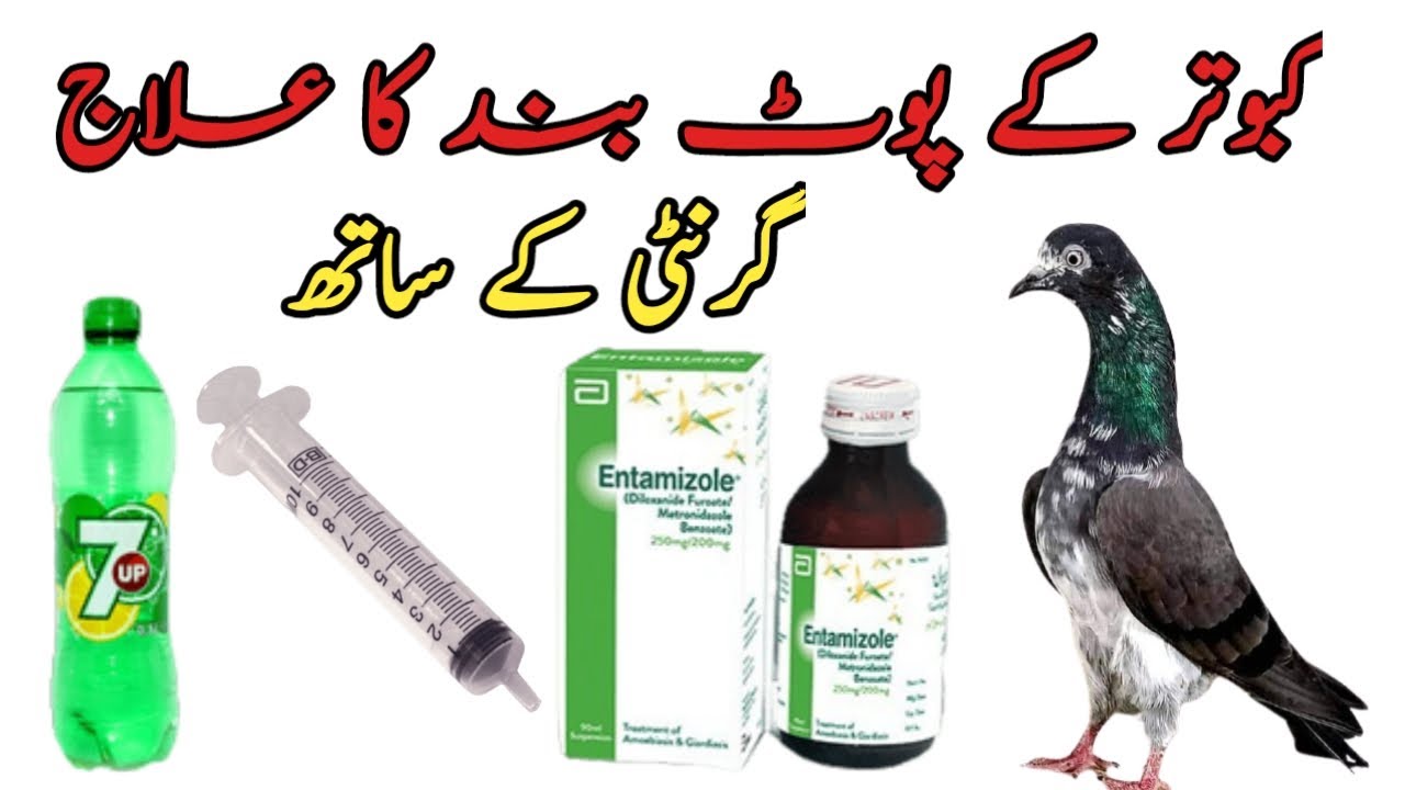 kabootar ke hazme ka ilaj//kabootar ki band pot ka ilaj