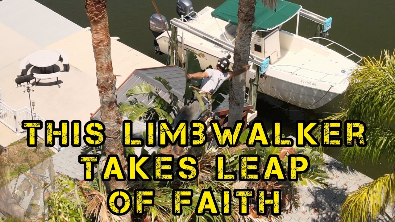 Epic Palm Trees Get a Serious Trim in Central Florida by Skilled Arborists!
