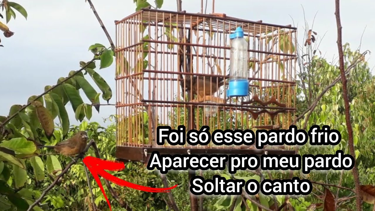 Pardo iniciante cantando pela primeira vez no mato - Esse é só pra temporada mesmo.