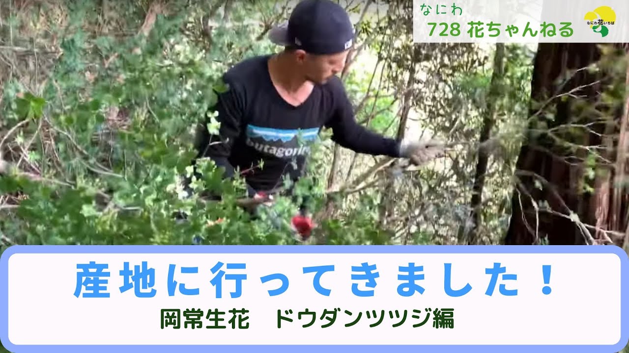 【ドウダンツツジ】産地に行ってきました！ 岡常生花