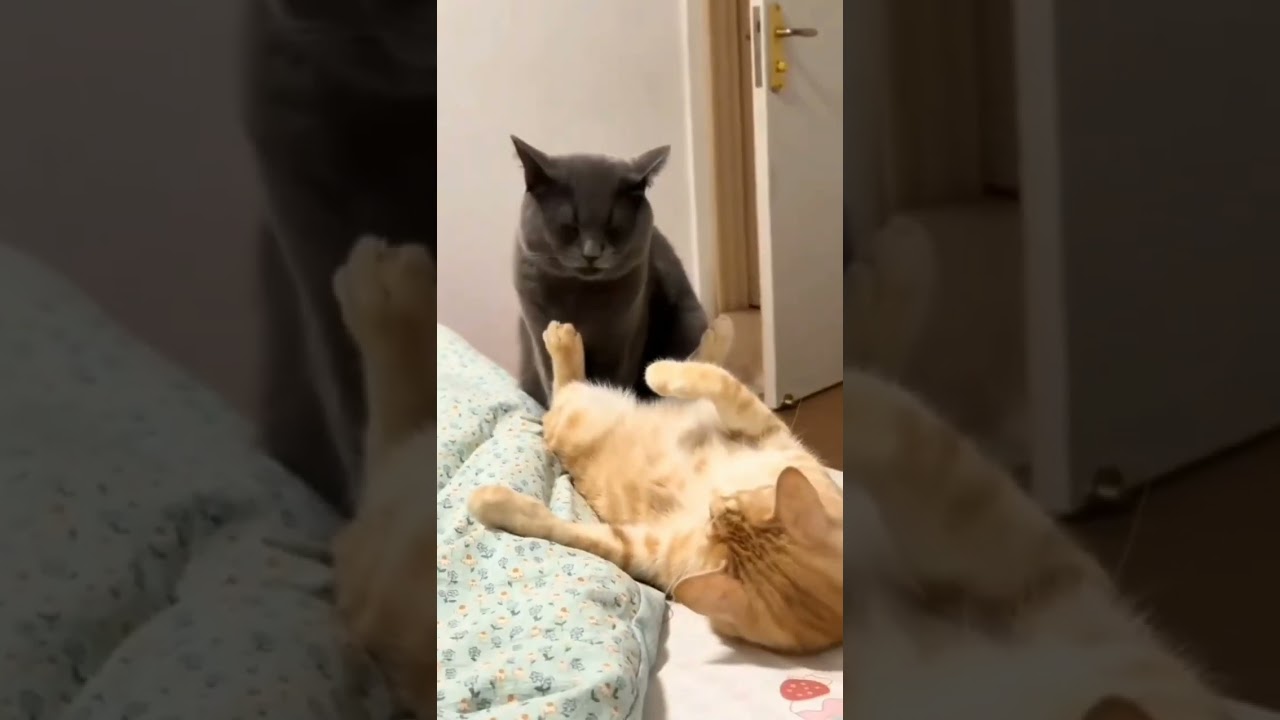 Kumpulan kucing lucu!!!!!!!